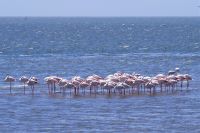Walvis Bay - Flamingos in der Bucht