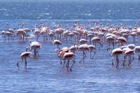 Walvis Bay - Flamingos in der Bucht