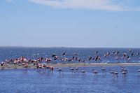 Walvis Bay - Flamingos in der Bucht