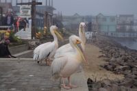 Walvis Bay - Air Namibia im Hafen