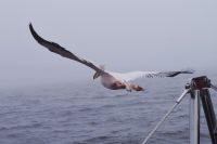 Walvis Bay - Bootstour durch die Lagune