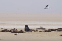 Walvis Bay - Robbenkolonien auf der Landzunge