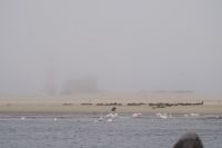 Walvis Bay - Robben & Pelikane auf der Landzunge