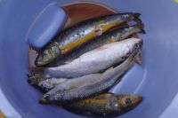 Walvis Bay - frischer Fisch