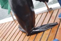 Walvis Bay - Bootstour durch die Lagune - Robbe an Bord