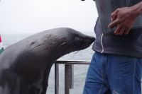 Walvis Bay - Bootstour durch die Lagune - Robbe an Bord