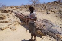 Erdgeschichte pur - versteinerter Wald