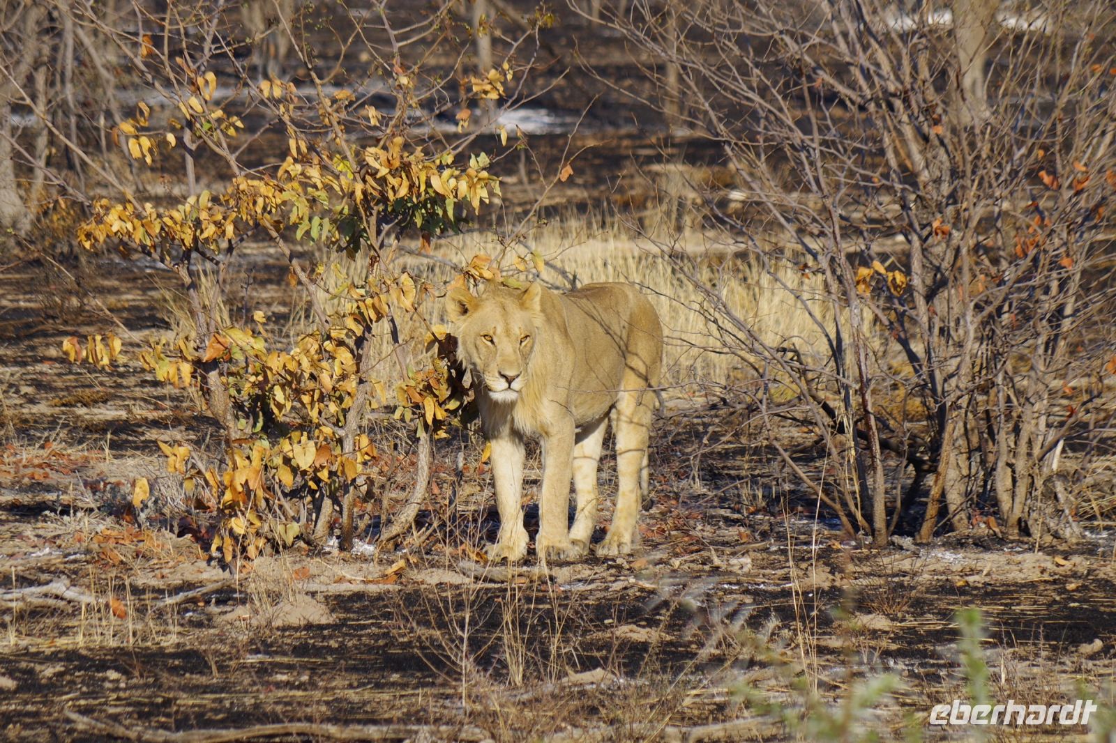 Etosha Nationalpark - Safari von West nach Ost
