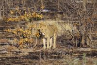Etosha Nationalpark - Safari von West nach Ost