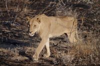 Etosha Nationalpark - Safari von West nach Ost