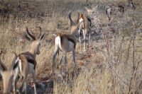 Etosha Nationalpark - Parade der Springböcke