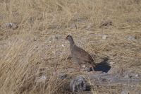 Etosha Nationalpark - Frankolin