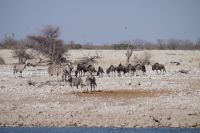 Etosha Nationalpark - Wasserloch Okaukuejo - Oryx, Zebra & Gnu