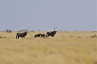 Etosha Nationalpark - Oryx-Mamas mit Jungtieren