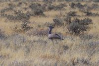 Etosha Nationalpark - stolze Riesetrappe