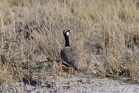 Etosha Nationalpark - eingebildete Gackeltrappe