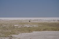 Etosha Nationalpark - am Rande der Etosha Pan