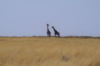 Etosha Nationalpark - Giraffenpaar