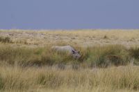 Etosha Nationalpark - Wasserloch bei Sueda - Breitmaulnashorn