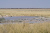 Etosha Nationalpark - Wasserloch bei Sueda - Flamingo