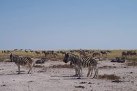 Etosha Nationalpark - Wasserloch Salvadora - Zebra-Meeting
