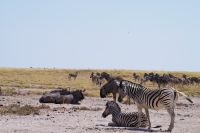 Etosha Nationalpark - Wasserloch Salvadora - Zebra & Gnu