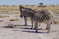 Etosha Nationalpark - Wasserloch Salvadora - gespannte Stimmung