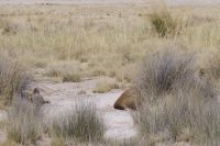Etosha Nationalpark - Wasserloch Salvadora - 2 Löwinnen beim Mittagsschlaf