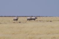 Etosha Nationalpark - Spitzmaul-Nashorn Familie
