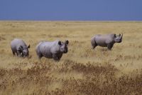 Etosha Nationalpark - Spitzmaul-Nashorn Familie