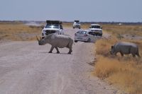 Etosha Nationalpark - Spitzmaul-Nashörner