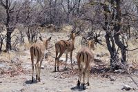 Etosha Nationalpark - Mc Donalds Drive In