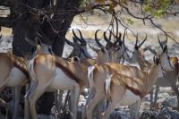 Etosha Nationalpark - Springböcke unterm Schattenbaum