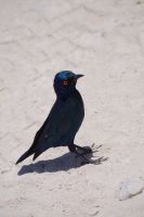 Etosha Nationalpark - Glanzstar