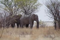 Etosha Nationalpark - Elefanten im Busch