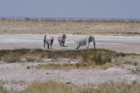 Etosha Nationalpark - noch mehr weiße Elefanten