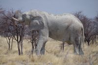 Etosha Nationalpark - stattlicher Elefant