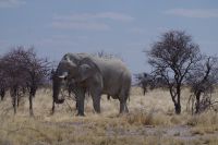 Etosha Nationalpark - weißer Elefant