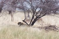 Etosha Nationalpark - und wieder Löwen