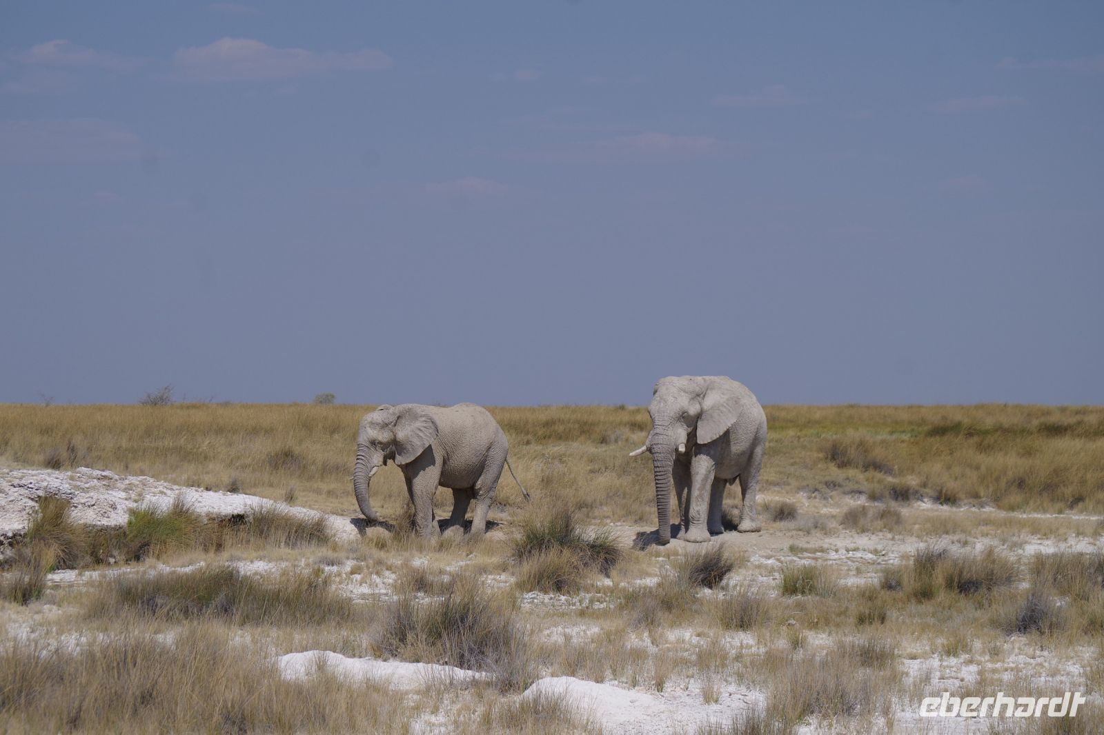 Etosha Nationalpark - die Elefantenparade geht weiter
