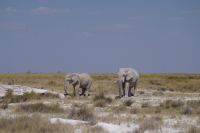 Etosha Nationalpark - die Elefantenparade geht weiter