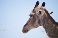 Etosha Nationalpark - zur Abwechslung eine Giraffe
