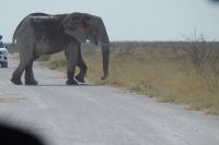 Etosha Nationalpark - Elefant auf Pad