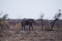 Etosha Nationalpark - die Elefantenparade geht weiter - Herde mit Jungtieren