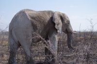 Etosha Nationalpark - die Elefantenparade geht weiter