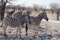 Etosha Nationalpark - Zebrastreifen