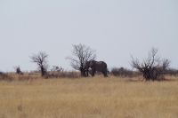 Etosha Nationalpark - die Elefantenparade geht weiter