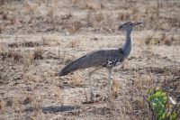 Etosha Nationalpark - weibliche Riesentrappe