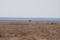 Etosha Nationalpark - einsamer Elefant