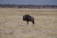 Etosha Nationalpark - einsames Gnus meets Kuhreiher